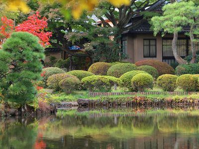 æ¤æ¨